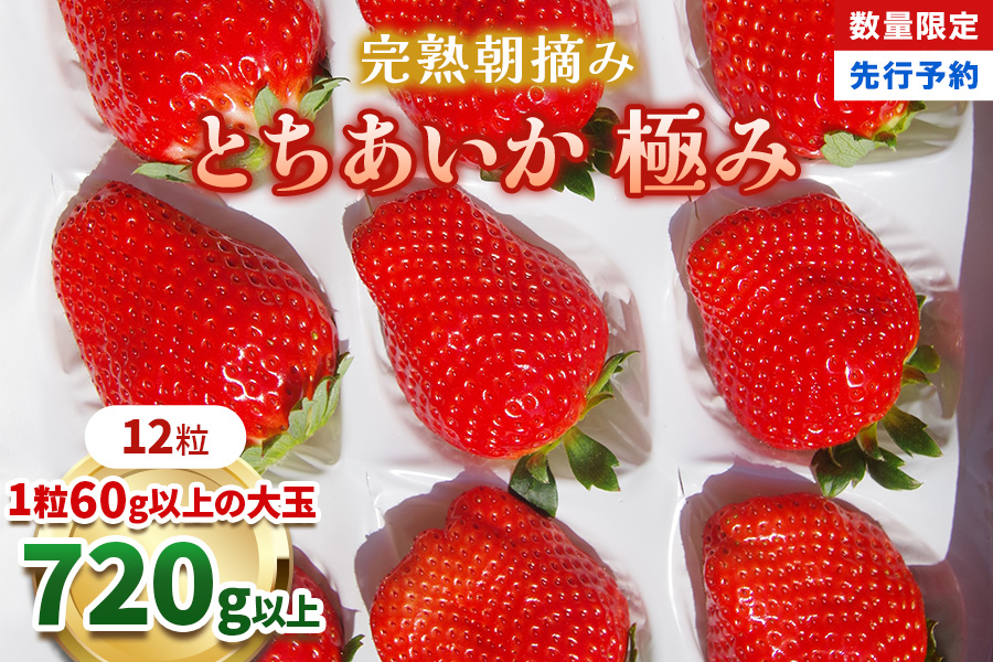 [数量限定] 完熟朝摘みとちあいか 極み 12粒《1月初旬～2月初旬に順次発送》｜いちご イチゴ 苺 フルーツ とちあいか 果物 産地直送 栃木県産 [0573]