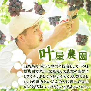 【2026年先行予約】 山梨県産シャインマスカット 2kg（3～5房）【化学肥料、除草剤不使用】ぶどう 葡萄 フルーツ 果物 農園直送
