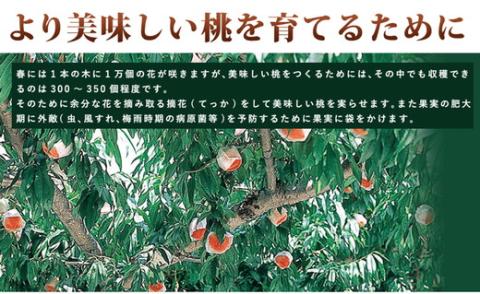 《ご家庭用》和歌山県産 白鳳 11～16玉入り◆ |産地直送 桃 果物 フルーツ もも ※離島への配送不可 ※2024年6月上旬～7月中旬頃に順次発送予定