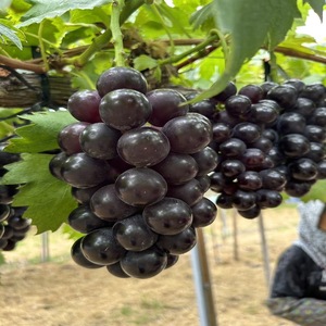 おすすめ感謝セット　クイーンセブン+泉湧誉 2房セット