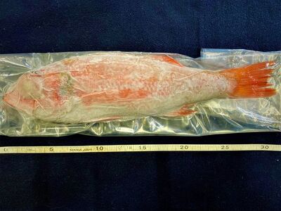 天然のどぐろ 2匹入（大サイズ）　生冷凍・下処理済≪魚 新鮮 高級魚 真空≫◇  ※2024年5月中旬～8月下旬頃に順次発送予定