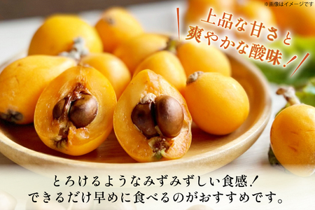 びわ 長崎 ハウスびわ 1kg 化粧箱入 【2027年3月順次発送】