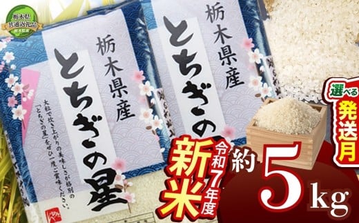 【11月発送】とちぎの星 5kg【栃木県共通返礼品】 | 米 こめ コメ kome 白米 精米 お米 とちぎのほし トチギノホシ ﾄﾁｷﾞﾉﾎｼ 粘り 弾力 冷めても美味しい 丼もの カレー 新米 栃木米 令和7年度米 令和7年度 2025年度米 2025年度 ブランド米 栃木県 特産品 送料無料 栃木県 下野市 しもつけ市