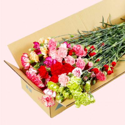 ふるさと納税 佐世保市 鮮度が自慢!産地直送 高級 草丈65cm カーネーション切り花 50本 |  | 01