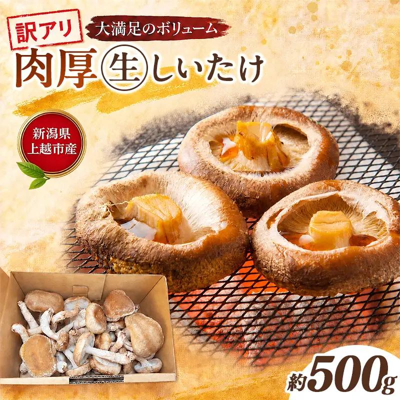 【訳あり】不揃い 生しいたけ 肉厚 約500g 秋山農場 しいたけ