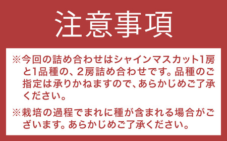 種無しぶどう詰め合わせ 約1kg 2房 ぶどう フルーツ 果物 岡山県産 中嶋ぶどう園 ブドウ《9月上旬-10月末頃出荷》岡山県 矢掛町 送料無料 お取り寄せフルーツ セット シャインマスカット 食べ