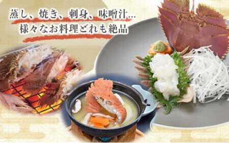 【ふるさと納税】ウチワエビ(小) 天然ほんまもん！ 500g(6~7匹前後) 国産 東洋町産 天然 新鮮 海鮮 刺身 焼き ボイル 四国 お取り寄せ お祝い 記念日 贈り物 送料無料 [S243] 【