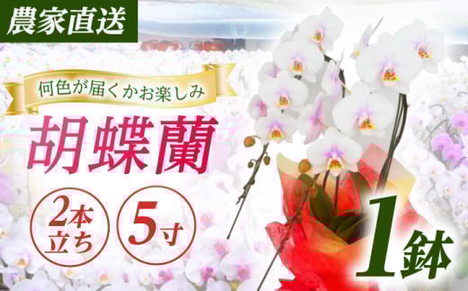 【2本立ち5寸】生産農家直送！ 胡蝶蘭 1鉢 洋蘭 蘭  鉢植 花 フラワー 植物 こちょうらん コチョウラン お花 生花 鉢花 鉢 ギフト プレゼント 【足柄金太郎洋蘭園】開成町[BDAB005]