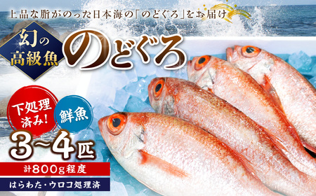 幻の高級魚「のどぐろ（鮮魚）」3～4匹（計800g程度） 魚 鮮魚 海鮮 のどぐろ 冷蔵 高級魚 下処理済 煮付け 塩焼き 【006_2046】