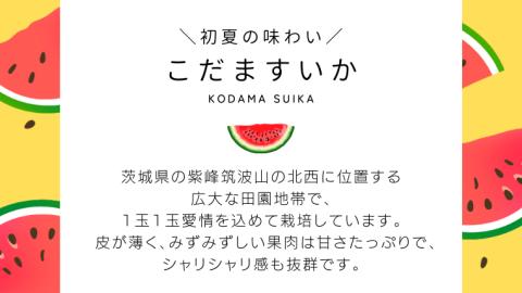  【2025年5月中旬から発送開始】 こだま すいか 4玉～5玉小玉すいか こだますいか 小玉 スイカ 西瓜 果物 フルーツ 茨城 農家直送 産地直送 [BQ015sa]