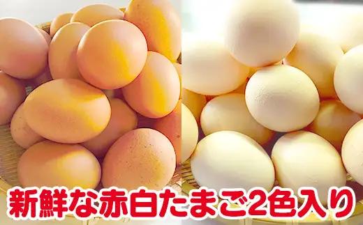 【３か月定期便】ひまわりたまご紅白セット 月１回（全３回）３か月セット ※破卵補償 卵 鶏卵 玉子 大容量 お試し おためし