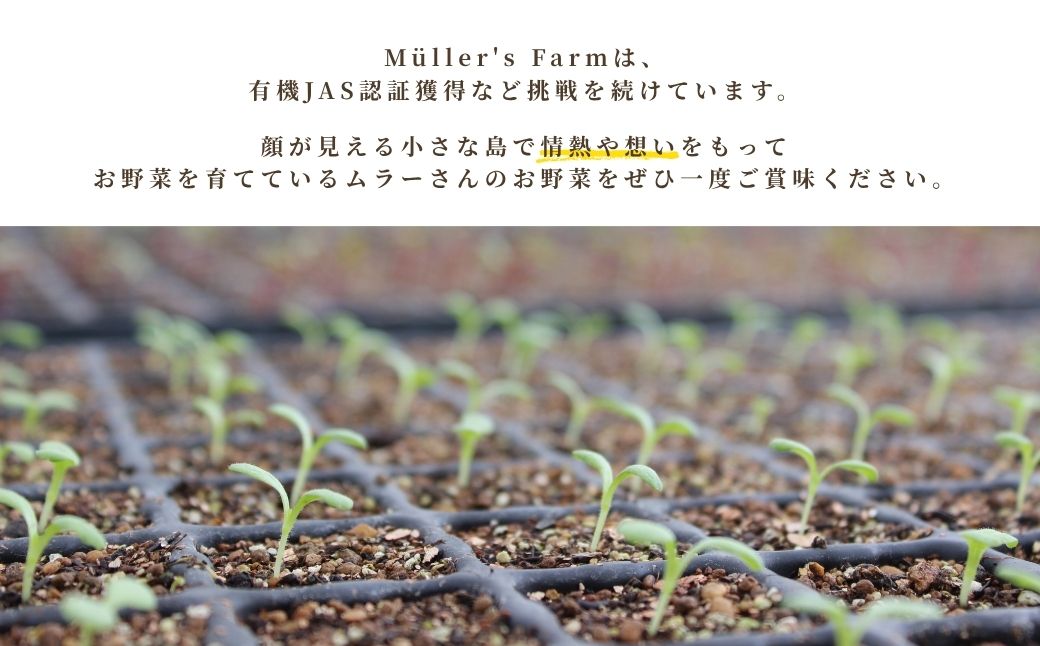 季節の野菜詰め合わせ（5〜6種）と平飼い卵セット！農薬不使用だから安心安全！