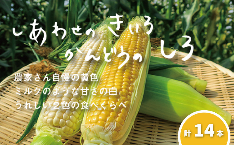 
                  大地の恵み「とうもろこし2色セット」14本　北海道 栗山町 産地直送　C082
                