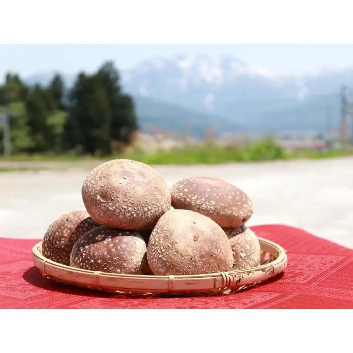 国産原材料のみ使用「肉厚な生椎茸500g」～八海山の雪解け水が豊富な地下水使用～｜椎茸