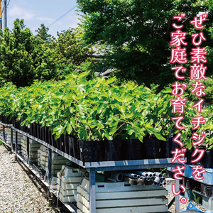 イチジク苗木 3年物【なえぎ 観葉 植物 いちじく 自宅 ポット ドーフィン 茨城県 鹿嶋市】（KAE-9）