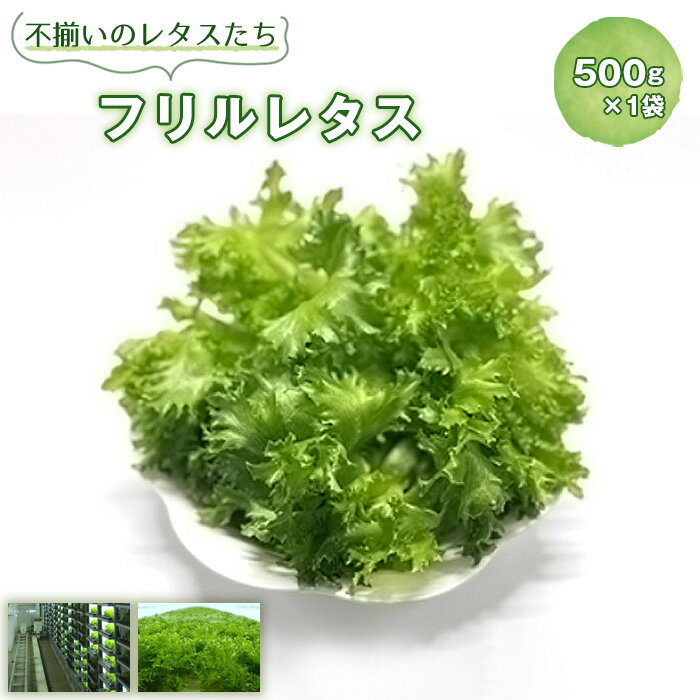 【ふるさと納税】No.014 不揃いのレタスたち（フリルレタス）500g×1袋 ／ 野菜 緑黄色野菜 βカロテン シャキシャキ 食感 サラダ 送料無料 千葉県