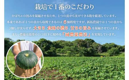 新拓農園のこだわり夏かぼちゃＭセット 【7月下旬より順次配送 野菜 やさい カボチャ 1万円以内 10000円以内 ほくほく 甘い おいしい パンプキン 国産 産地直送 期間限定 季節限定 茨城県 鹿