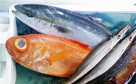 【全12回定期便】旬のおまかせ 厳選鮮魚セット 3~4人前(2~3魚種) 【長井水産株式会社】 [AKAJ023]