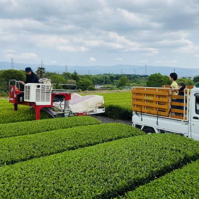 ふるさと納税 沼津市 静岡産 沼津茶アソートセット 沼津緑茶(50g)沼津冠茶(50g)計100g |  | 03