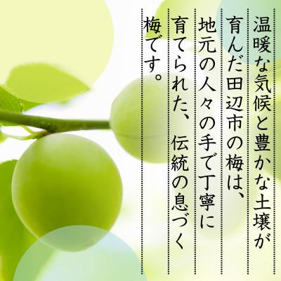 ふるさと納税 田辺市 青梅【紀州南高梅】 3kg 5月より順次発送予定 / 生梅【tcs021】 |  | 02
