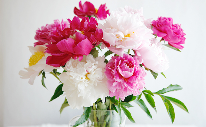 花 湘南のシャクヤク 切り花 13本入り 大谷芍薬園 花束 ※色指定不可 植物 切花