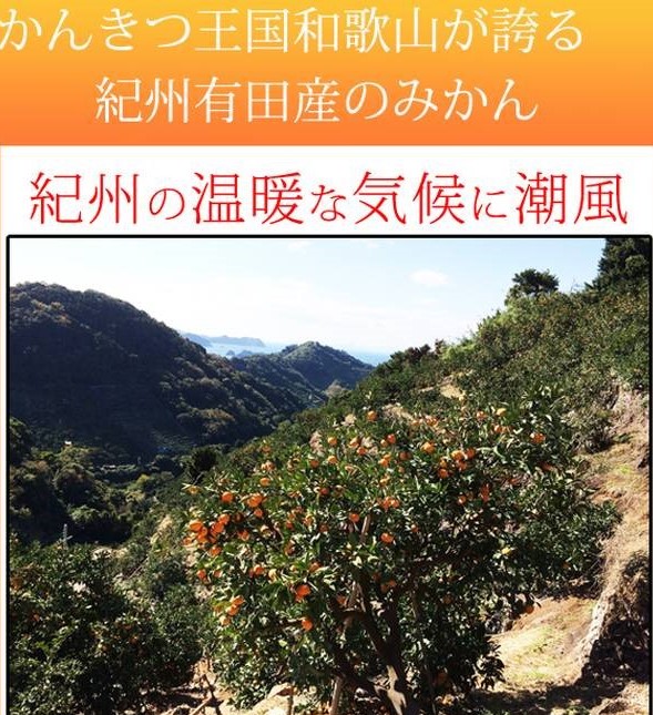 G7342_高級ブランド 田村みかん 5kg【家庭用 訳あり】