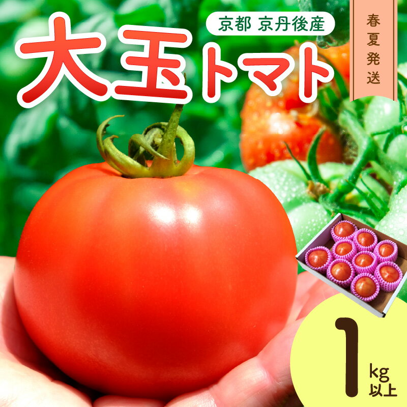 【ふるさと納税】【先行予約】京丹後産 大玉トマト 1kg以上 春夏（2026年5月中旬～発送）