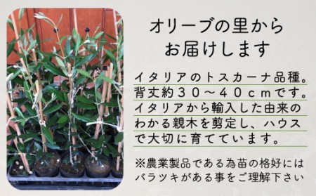 オリーブ 苗木 2本 セット マウリーノ 植物 鉢植え 植物