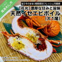 【ふるさと納税】【花光】海老の王様！天然イセエビボイル（大1尾）【旨さそのまま♪期間限定フレッシュ冷蔵便】
