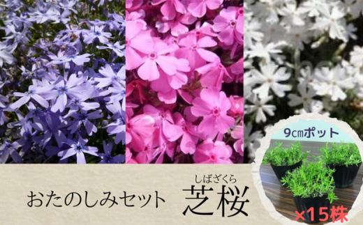 芝桜 3号ポット × 15株 入り［ どの品種が来るかお楽しみ ］花苗 グランドカバー シバザクラ おおえどポカポカファーム