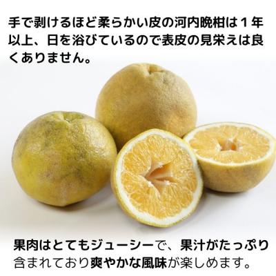 ふるさと納税 愛南町 愛南ゴールド ( 河内晩柑 ) 8kg 愛南町 青果市場 なくなり次第終了 |  | 02