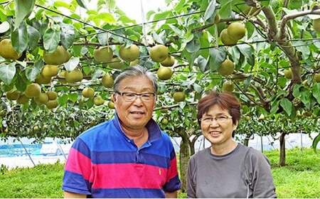 【幸水（3L～4L）6玉】土づくりからこだわる！榎本さんの「朝もぎ梨」　【11246-0377】