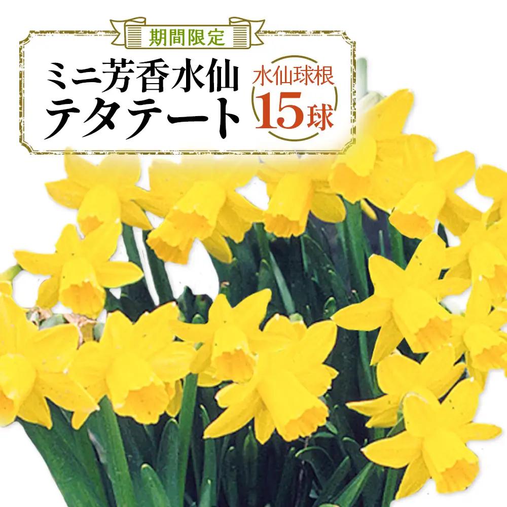 【期間限定】ミニ芳香水仙 テタテート 15球  花 フラワー 園芸 ガーデニング 植物 高品質 送料無料