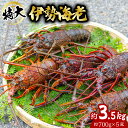 【ふるさと納税】 伊勢海老 特大 約3.5kg 約700g×5尾 伊勢えび 伊勢エビ いせえび イセエビ 海老 えび エビ 海鮮 海産物 海の幸 おせち 高級 国産 海鮮 ギフト 【11月以降にお届け／要配送日指定】