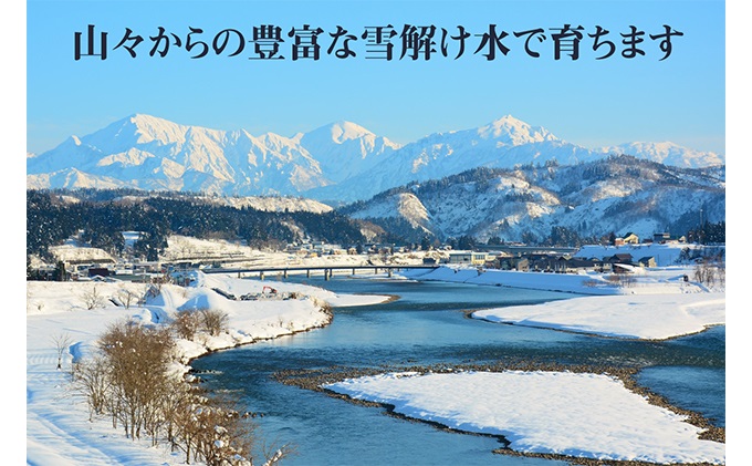 米 定期便 12ヶ月 コシヒカリ 5kg 精米 白米 お米 魚沼産コシヒカリ 新潟米 新潟 魚沼市 定期 12回