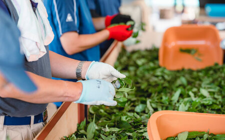 尺の内農園　和紅茶・ほうじ茶セット