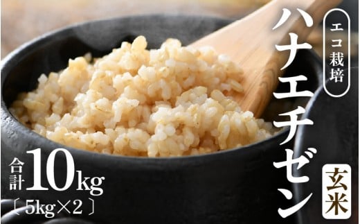 【先行予約】【令和8年産 新米】 エコ栽培ハナエチゼン 玄米10kg （5kg×2袋） ／ 鮮度抜群 福井県産 はなえちぜん ご飯 新鮮 玄米 ※2026年9月上旬以降順次発送予定 [aw063-b013]