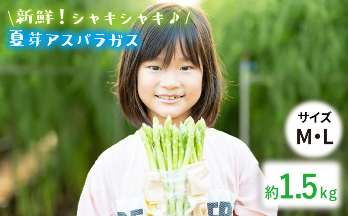 
【生で食べれるほどの新鮮さ】夏芽アスパラガス 1.5kg (M・Lサイズ混合) アスパラガス アスパラ 野菜 やさい 新鮮 夏野菜 あすぱらがす あすぱら / 東彼杵町 / はゆっちFarm [BBW001]
