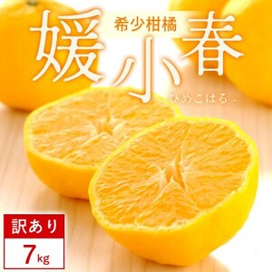 【訳あり】媛小春 7kg みかん 愛媛県 八幡浜市 西宇和地区 希少な幻の柑橘【G25-361】【1716111】