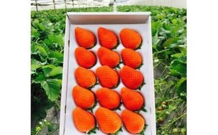 M-42  太良町産「かおりの」化粧箱１箱　生産者直送！朝採り苺！ 太良町 かおりの 国産 佐賀県産 太良町産 いちご 苺 イチゴ 1箱 約450g 朝採り 化粧箱入り  果肉がジューシー 糖度高め  葉隠工房 レトロカフェ 