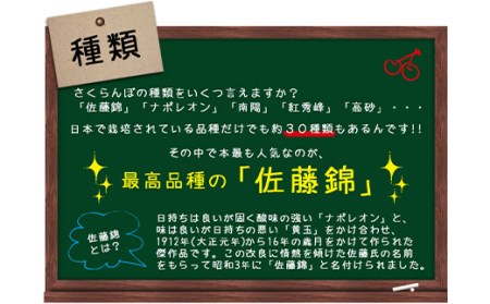 《先行予約 2026年度発送》無加温♪山形さくらんぼ佐藤錦L300g手詰【5月中旬～6月上旬発送】 FSY-0419