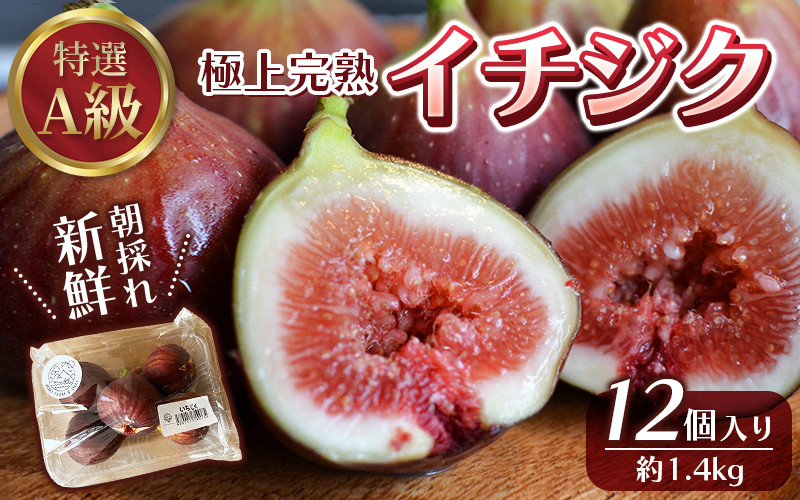 
            樹上完熟イチジク　特選 A 級品 M〜L サイズ 総重量 約 1.4 kg 無花果 いちじく 完熟 フルーツ くだもの【mat107】
          