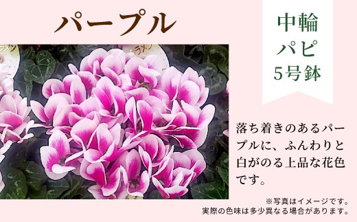 【カラー：パープル】11月中旬から順次発送★農林水産大臣賞受賞 ＼選べるカラー／ 愛知県産 シクラメン ５号鉢 中輪パピ 花 ピンク パープル ワインレッド 白 赤 プレゼント 贈り物 鉢花 鉢 ガーデン ガーデニング 高品質 クリスマス -221