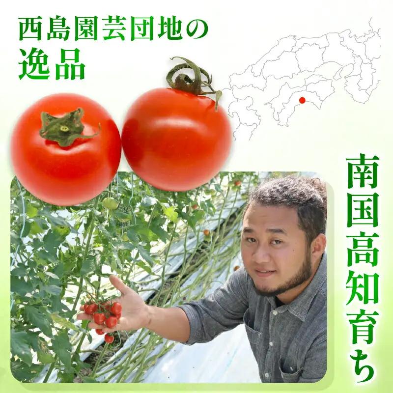 【フルティカトマト】トマト 1kg 先行予約 