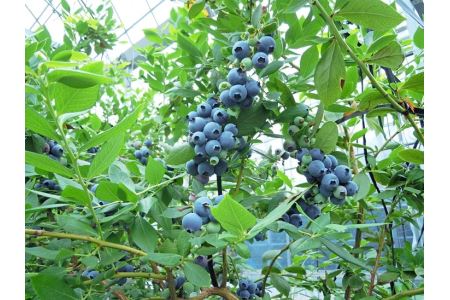 【2027年先行予約】愛知県美浜町産 超大粒ブルーベリー 約100g×8パック※2027年5月上旬〜8月上旬頃に順次発送