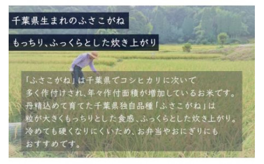 【最短2～7営業日出荷】令和7年産 千葉県産「ふさこがね」20kg（5kg×4袋）