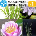 【ふるさと納税】スイレン桃(1)+ツルヨシ(1ポ)+横縞フトイ(1ポ)+ホテイ草(1株)