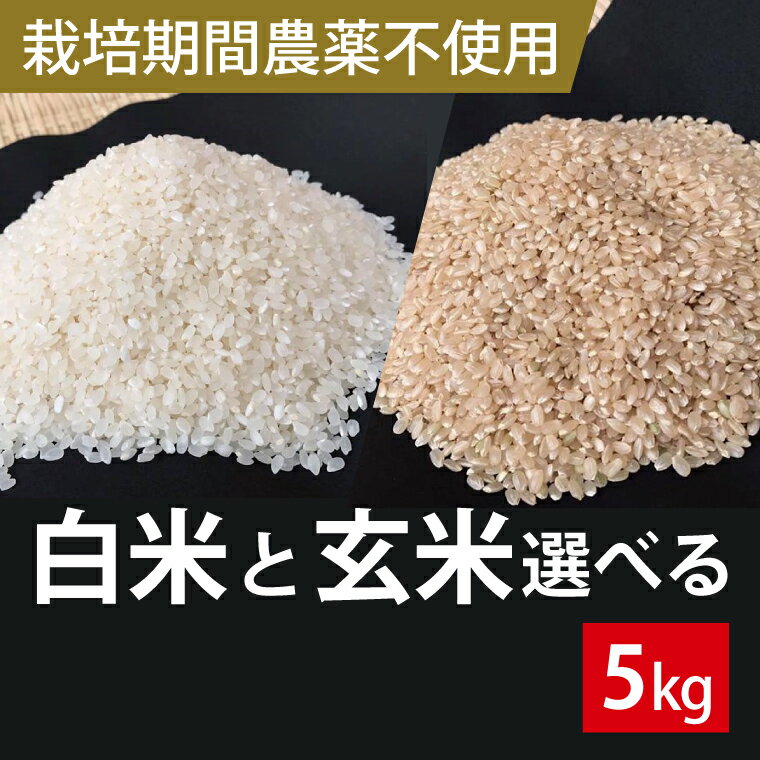 【ふるさと納税】★栽培期間農薬不使用★茨城県産 こしひかり 5kg(白米または玄米)｜米 お米 こめ こしひかり コシヒカリ 令和7年産 R7年産 新米 白米 玄米 選べる 農薬不使用 茨城県 行方市(BI-59-1)