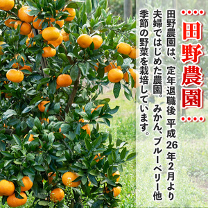 s765 ≪先行予約受付中！2025年12月中旬より順次発送≫十万温州みかん(計約5kg・M～Lサイズ) 鹿児島 国産 九州産 フルーツ 柑橘 みかん 蜜柑 【田野農園】