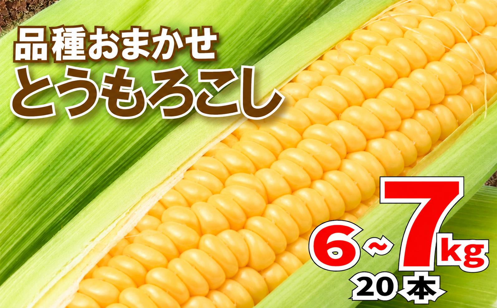 
                  【 先行予約 】 とうもろこし 20本 約6kg～7kg 2027年7月中旬発送開始 品種 おまかせ ゴールドラッシュ おおもの 生トウモロコシ コーン 野菜 旬 夏野菜 バーベキュー BBQ 国産 冷蔵 産地直送 期間限定 ジューシー 甘い シャキシャキ 千葉県 旭市 株式会社勘兵衛 knb002_X1
                